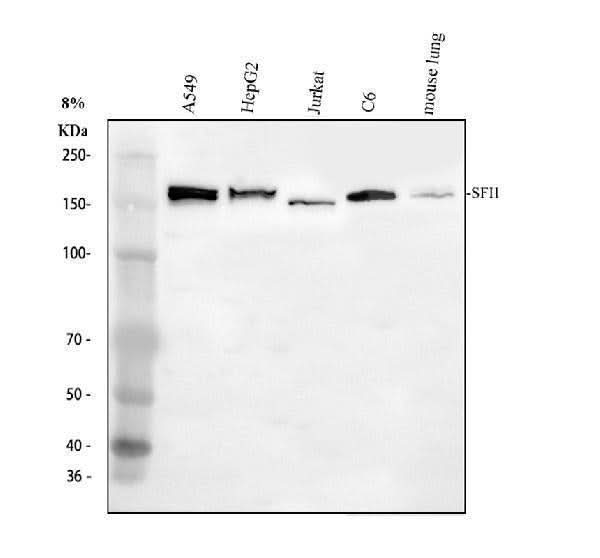 Anti-SFI1 Antibody Picoband® Boster Bio