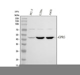 Anti-GPR3 Antibody Picoband® Boster Bio