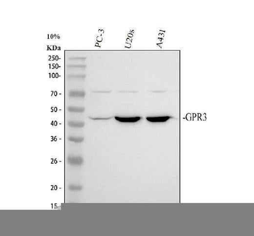Anti-GPR3 Antibody Picoband® Boster Bio
