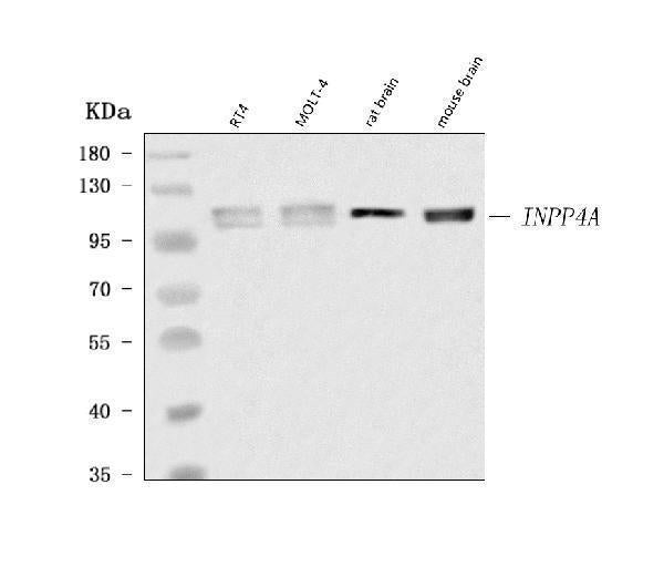 Anti-INPP4A Antibody Picoband® Boster Bio