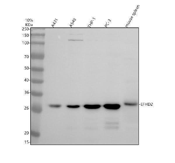 Anti-DYRK3 Antibody Picoband® Boster Bio