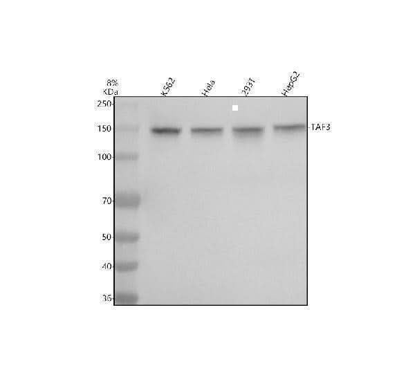 Anti-TAF3 Antibody Picoband® Boster Bio