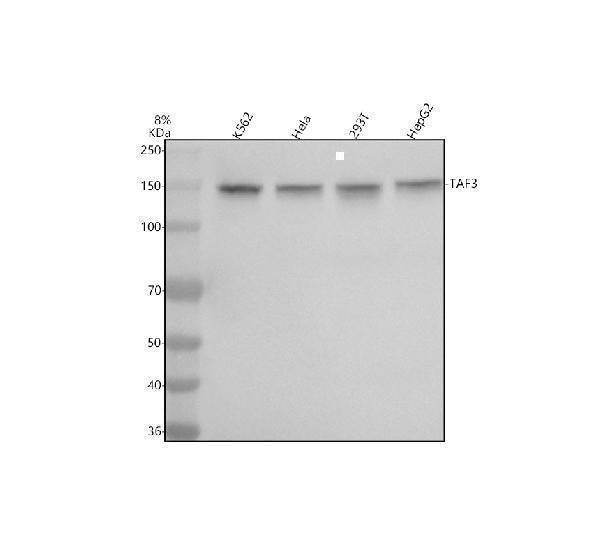 Anti-TAF3 Antibody Picoband® Boster Bio