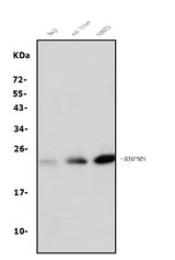 Anti-RBPMS Antibody Picoband® Boster Bio