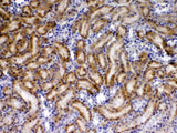 Anti-TIMP4 Antibody Picoband® Boster Bio