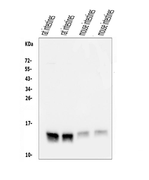 Anti-FABP6 Antibody Picoband® Boster Bio
