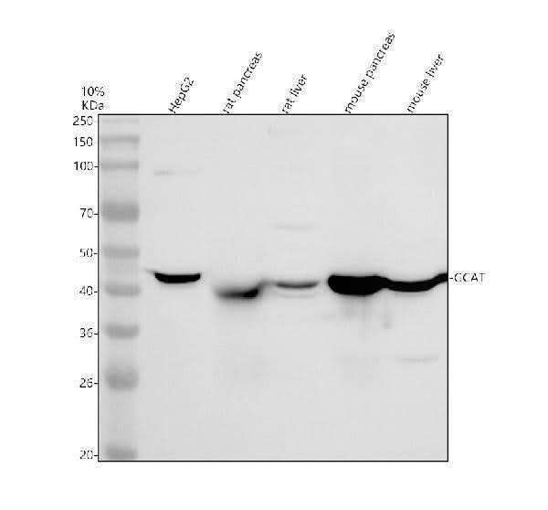 Anti-GCAT Antibody Picoband® Boster Bio