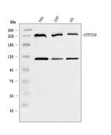 Anti-CEP250 Antibody Picoband® Boster Bio