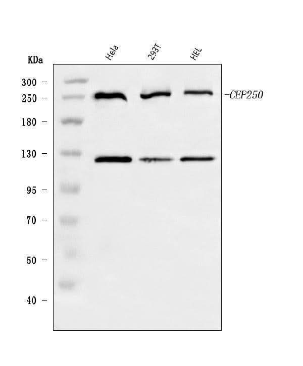 Anti-CEP250 Antibody Picoband® Boster Bio