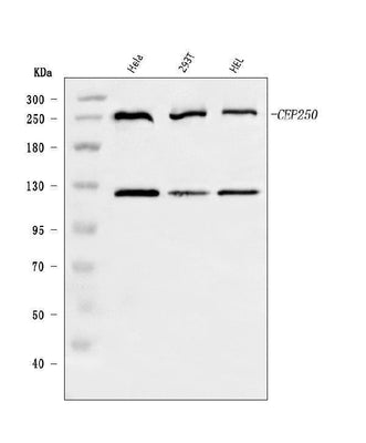 Anti-CEP250 Antibody Picoband® Boster Bio