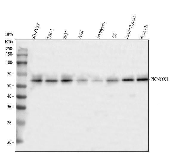 Anti-PKNOX1 Antibody Picoband® Boster Bio