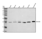 Anti-DZIP1 Antibody Picoband® Boster Bio