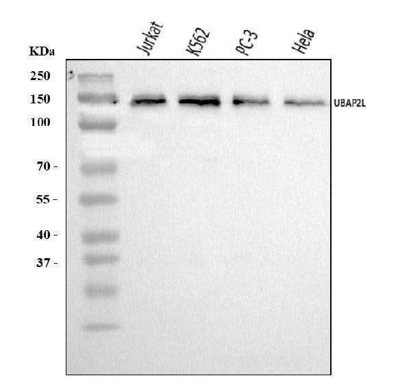 Anti-UBAP2L Antibody Picoband® Boster Bio