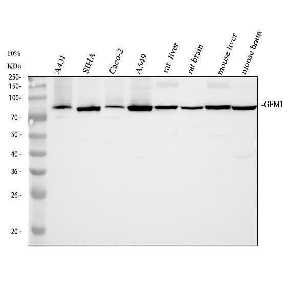 Anti-GFM1 Antibody Picoband® Boster Bio