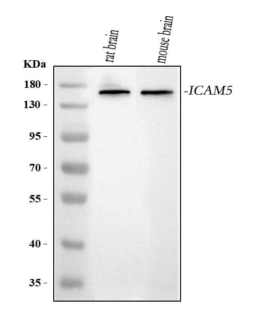 Anti-ICAM5 Antibody Picoband® Boster Bio