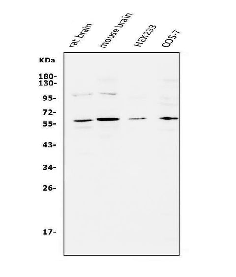 Anti-APEX2 Antibody Picoband® Boster Bio