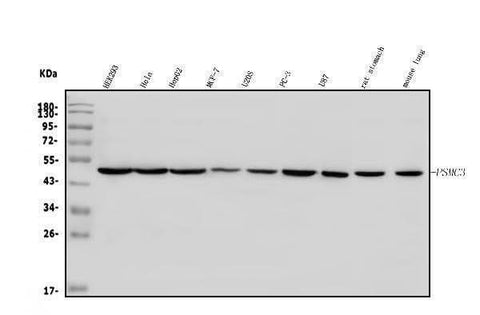 Anti-TBP-1/PSMC3 Antibody Picoband® Boster Bio