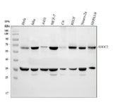 Anti-Shoc2/Sur8 Antibody Picoband® Boster Bio