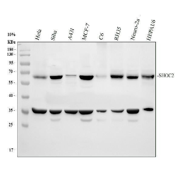 Anti-Shoc2/Sur8 Antibody Picoband® Boster Bio