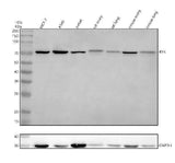 Anti-RYK Antibody Picoband® Boster Bio