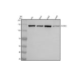 Anti-FHOD1 Antibody Picoband® Boster Bio