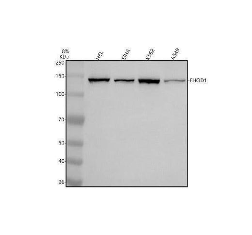 Anti-FHOD1 Antibody Picoband® Boster Bio