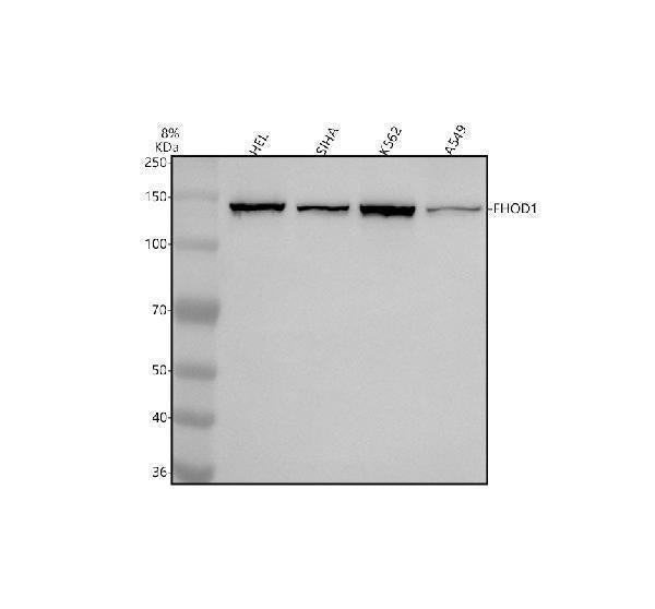 Anti-FHOD1 Antibody Picoband® Boster Bio