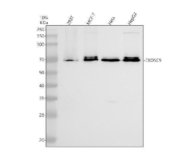Anti-EXOSC9 Antibody Picoband® Boster Bio