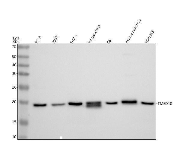 Anti-TMP21/TMED10 Antibody Picoband® Boster Bio