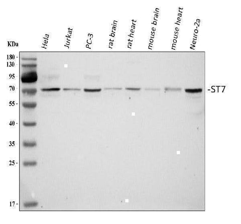 Anti-ST7 Antibody Picoband® Boster Bio