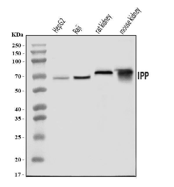 Anti-IPP Antibody Picoband® Boster Bio