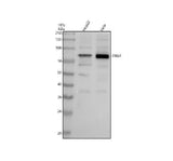 Anti-TNS4 Antibody Picoband® Boster Bio