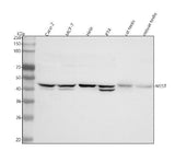 Anti-MEST Antibody Picoband® Boster Bio