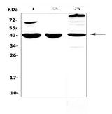 Anti-IL18 binding protein/Il18bp Antibody Picoband® Boster Bio