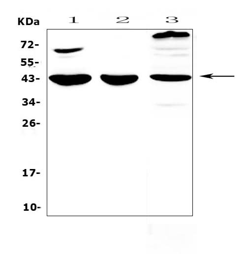Anti-IL18 binding protein/Il18bp Antibody Picoband® Boster Bio