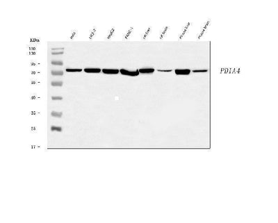Anti-ERp72/PDIA4 Antibody Picoband® Boster Bio