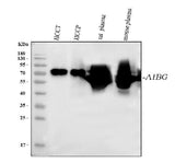 Anti-Alpha 1B-Glycoprotein/A1BG Antibody Picoband® Boster Bio