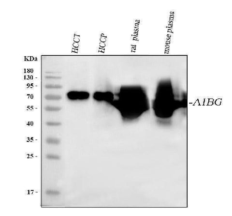 Anti-Alpha 1B-Glycoprotein/A1BG Antibody Picoband® Boster Bio