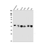 Anti-EAPP Antibody Picoband® Boster Bio