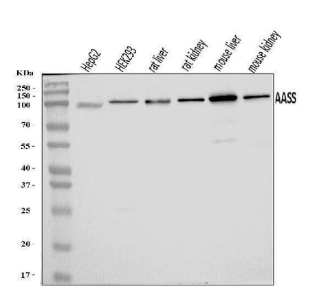 Anti-AASS Antibody Picoband® Boster Bio