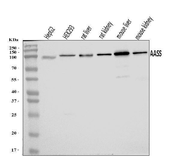 Anti-AASS Antibody Picoband® Boster Bio