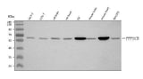 Anti-PPP3CB Antibody Picoband® Boster Bio