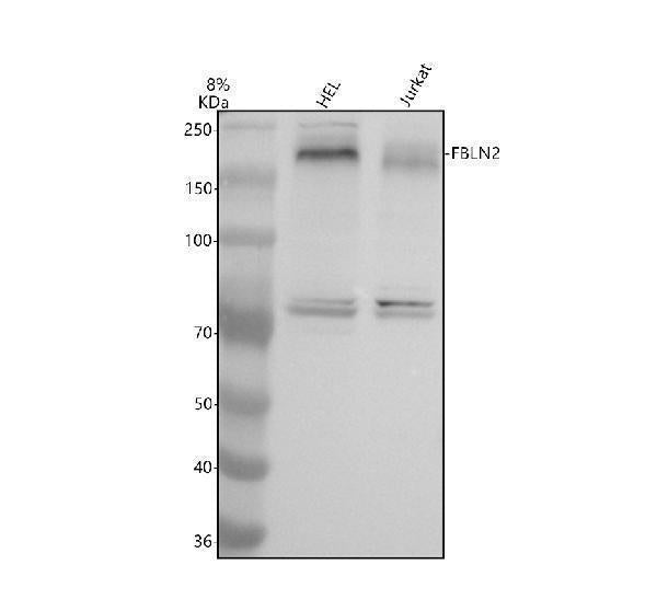 Anti-FBLN2 Antibody Picoband® Boster Bio