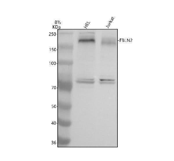 Anti-FBLN2 Antibody Picoband® Boster Bio