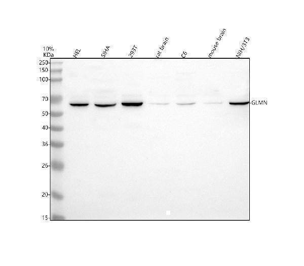 Anti-GLMN Antibody Picoband® Boster Bio