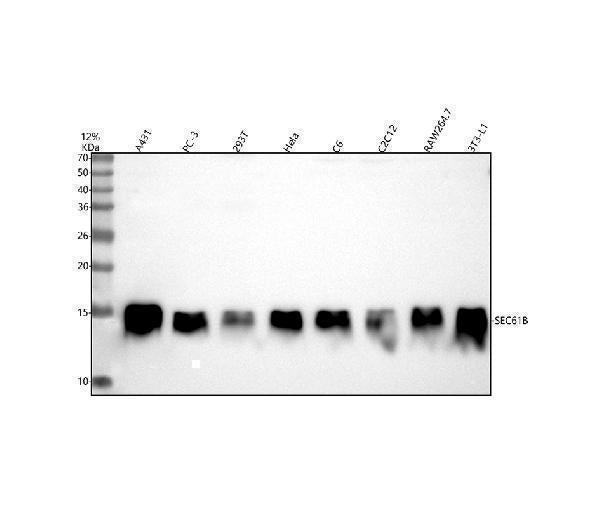 Anti-SEC61B Antibody Picoband® Boster Bio