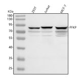 Anti-PFKP Antibody Picoband® Boster Bio