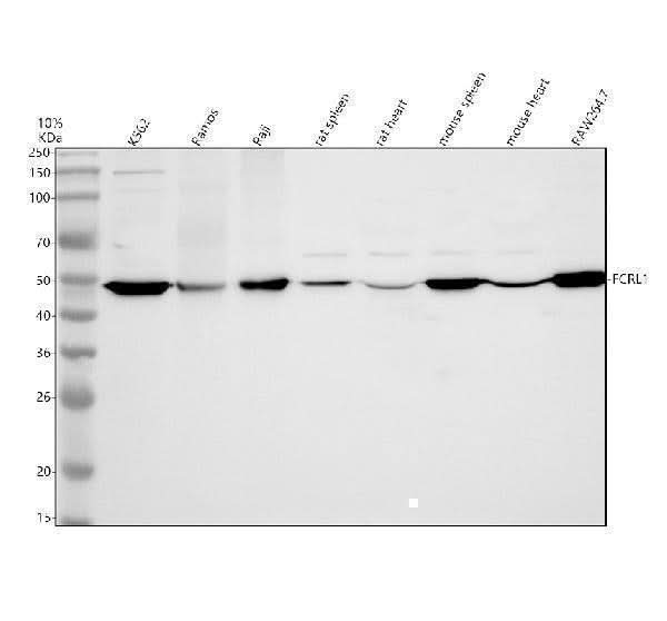 Anti-FCRL1 Antibody Picoband® Boster Bio