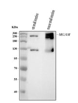 Anti-MGAM Antibody Picoband® Boster Bio
