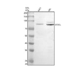 Anti-EBP2/EBNA1BP2 Antibody Picoband® Boster Bio